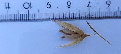 Click for 2 image(s) for this accession. Spikelet